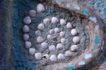 Shell and Stone Designs 2