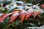 Snowy Mahonia Leaf