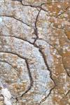 Tree Bark