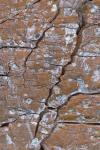 Tree Bark 2