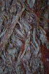 Tree Bark 3