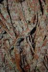 Tree Bark 4