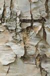 Tree Bark