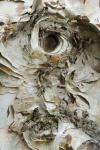 Tree Bark 3