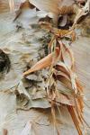 Tree Bark 4