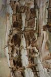 Tree Bark