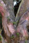 Tree bark wonder