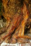 Tree bark wonder 2