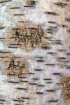 Tree Bark 2