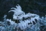 Frosty Ferns