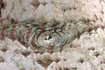 Tree Bark magic