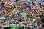Tree Bark magic 2