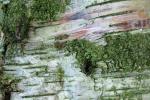 Bark  4
