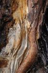 Bark 6