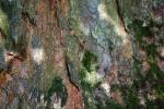 Bark 7