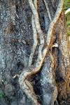 Bark 25