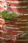  Tree Bark 19