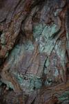  Tree Bark 20