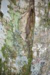 Tree Bark 21